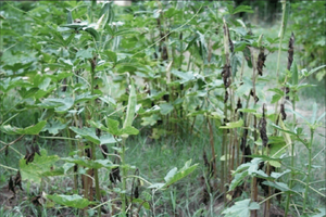 uploads/images/disease/Fusarium wilt of okra_result.png